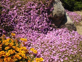 Lampranthus sp